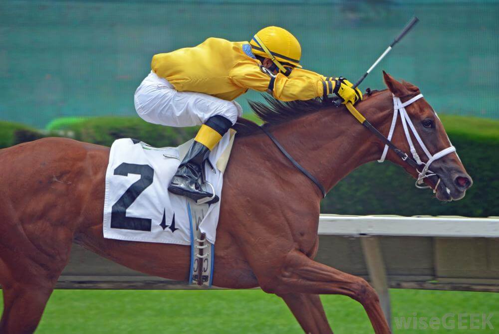 Know The Best Horse Breeds Good For Horse Racing
